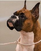 Elle's Head Shot