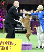 Wilma Wins Westminster crop