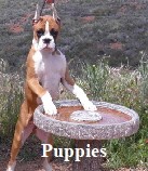 Puppy Link