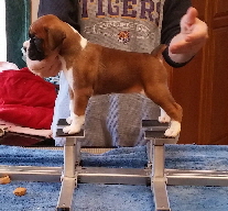 Wilma 4wk-6