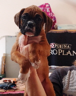 classic girl 8.5 wk-4