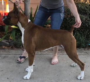 Freddie stack1-1yr9mo crop