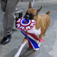 Wilma wins a BIS